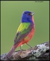 _6SB2791 painted bunting